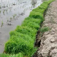 نشا باکس هستی و هاشمی