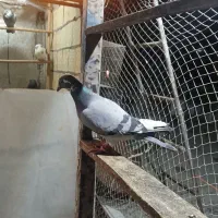 کبوتر پرشی