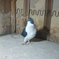 مادها اماده به جفت|پرنده|بجنورد, |دیوار