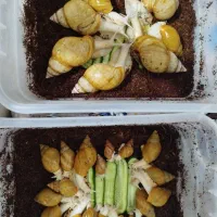 حلزون آلبینوکلاژن ساز