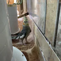 عروس هلندی نر و ماده