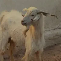 فروش کهر نره یکساله