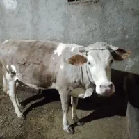 گاو سمینتال اصل