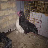 دو عدد خروس کاکولی