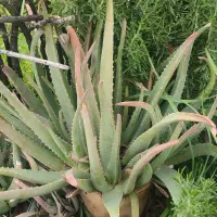 پاجوش و بوته مادری آلوئه ورا