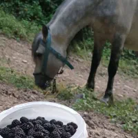 فروش اسب نریان نژاد کاسپین|اسب و تجهیزات اسبسواری|لاهیجان, آهندان|دیوار