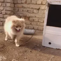 واگزاری پامرانین روباهی