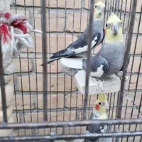 پرنده عروس بالغ|پرنده|رباطکریم, رباطکریم|دیوار