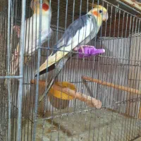 عروس هلندی|پرنده|رشت, لاکانی|دیوار