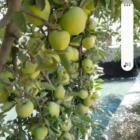 فروش سم