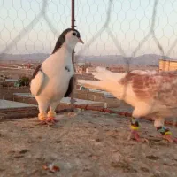 گرفتنی|پرنده|سبزوار, کهنه آب|دیوار
