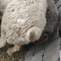 قوچ.چپش.میش فروشی|حیوانات مزرعه|پاتاوه, |دیوار