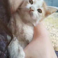 بچ گربه رایگان|گربه|لاهیجان, بازکیاگوراب|دیوار