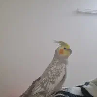 عروس هلندی ماده کاملا دستی