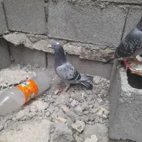 پلاکی|پرنده|بندر ماهشهر, |دیوار