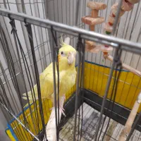 عروس هلندی