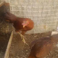 مرغ وخروس لاری|حیوانات مزرعه|مریوان, |دیوار