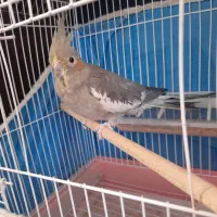 یک عدد عروس هلندی ماده بالغ