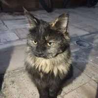 واگذاری بچه گربه نر رایگان