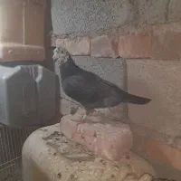 کفتر گمشده|پرنده|ایرانشهر, |دیوار