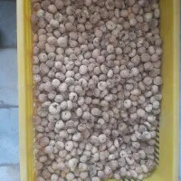 فروش انجیر|خوردنی و آشامیدنی|نی‌ریز, |دیوار