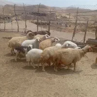 با سلام هشت عدد میش وبره