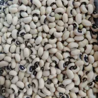 لوبیا چشم بلبلی برداشت پاییزه محلی