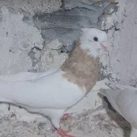 کفتر طوقی ابی