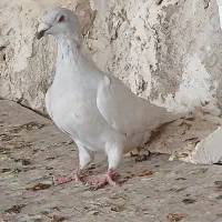 کبوتر الماسی  پلاکی‌‌.  چپ و یال