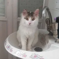 یک عدد گربه بیریتیش نر