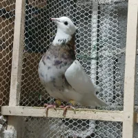 کبوتر طوقی زیل دمسفیدماده کبود شامی