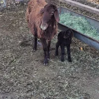 میش و بره افشار