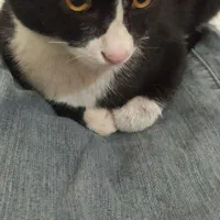 گربه بازیگوش خانگی رایگان