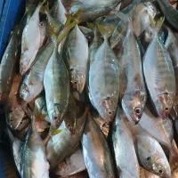 ماهی دریایی ۱۸۰