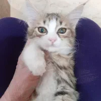 گربه مو بلند
