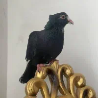 کفتر