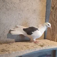 کبوتر|پرنده|سراب, |دیوار