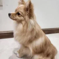 سگ پامر روباهی|سگ|شیراز, شهرک ترکان|دیوار