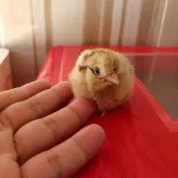 جوجه مرغ کُردی