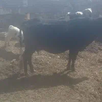 گاو با گوساله نر