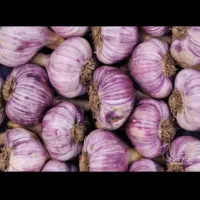 سیر قرمز ،درجه یک