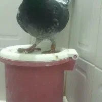 کبوتروو|حیوانات|زاهدان, |دیوار