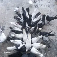 درودبرعشقبازان|پرنده|جونقان, |دیوار