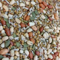 آجیل سلامت عمده