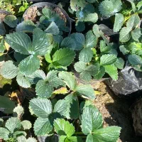 نشاء توت فرنگی