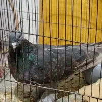 کبوتر پاپر پرشی