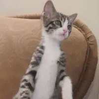 گربه نر واگذاری رایگان