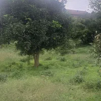 کومله لنگرود فروش زمین ۲۰۰۰متری|فروش زمین و ملک کلنگی|کومله, |دیوار