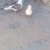 کفتر پشت زرد|پرنده|بجنورد, |دیوار