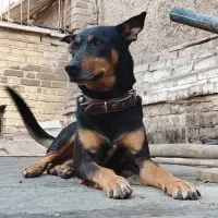 سگ نگهبان